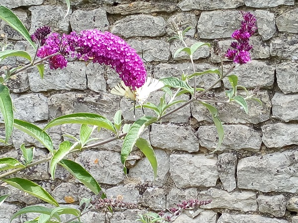 fleur de l'arbre aux papillons (bulbleia)