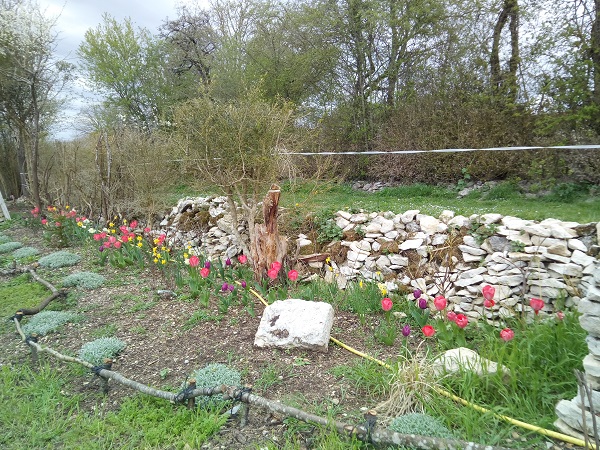 massif de tulipe terrain de Villemanan