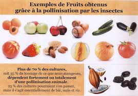 Fruits grace aux insectes
